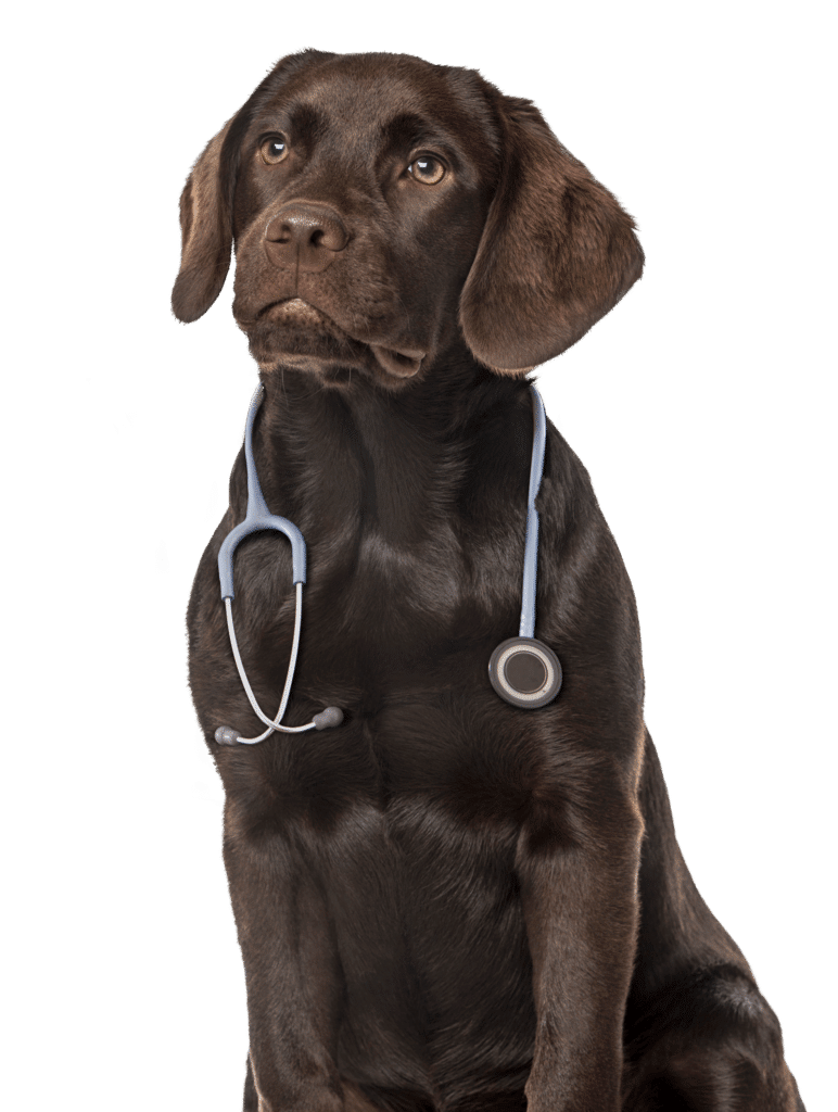 Chocolate Labrador Retriever with Stethoscope